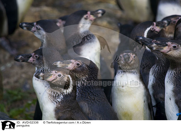 Pinguine / penguins / AVD-02336