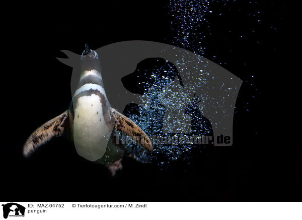 penguin / MAZ-04752