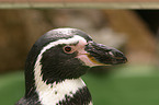 portrait of a penguin