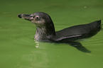 swimming penguin