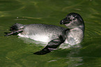 swimming penguin