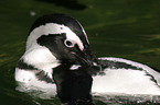 cleaning penguin