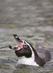 penguins perform the courtship display