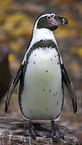 penguin