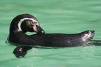 swimming penguin