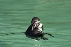 swimming penguin