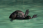 swimming penguin