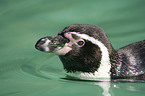 swimming penguin