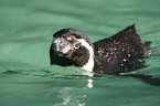 swimming penguin