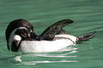 swimming penguin