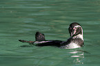 swimming penguin