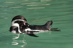 swimming penguin