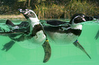 swimming penguins