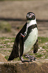 penguin