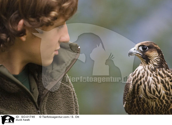 duck hawk / SO-01746