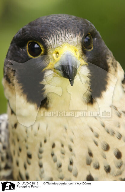 Wanderfalke / Peregrine Falcon / AVD-01816