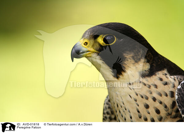 Wanderfalke / Peregrine Falcon / AVD-01818