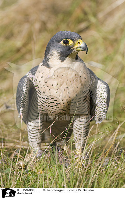 Wanderfalke / duck hawk / WS-03085