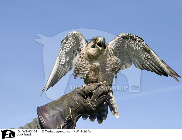 Wanderfalke / duck hawk / WS-03104