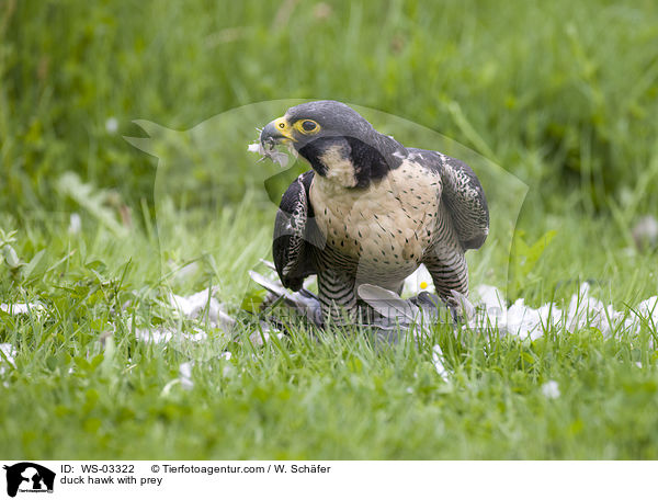 duck hawk with prey / WS-03322
