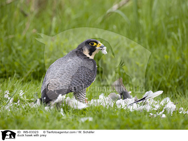 duck hawk with prey / WS-03323