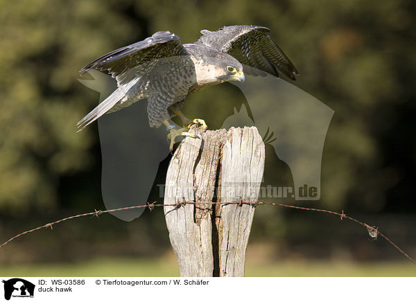 Wanderfalke / duck hawk / WS-03586