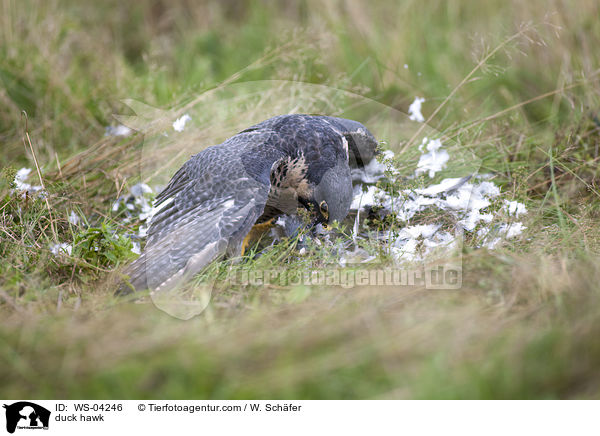 Wanderfalke / duck hawk / WS-04246