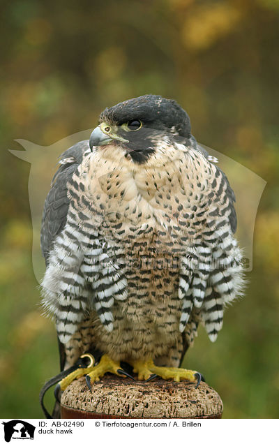 Wanderfalke / duck hawk / AB-02490