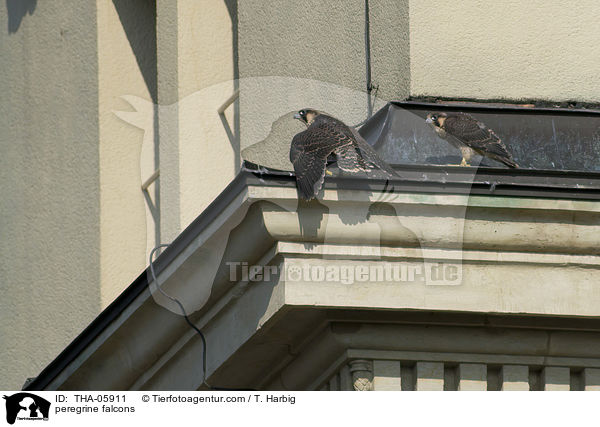 peregrine falcons / THA-05911