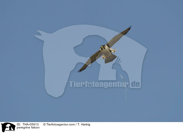 peregrine falcon / THA-05913
