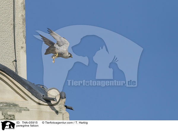 peregrine falcon / THA-05915