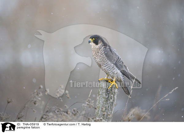 peregrine falcon / THA-05919