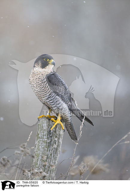 Wanderfalke / peregrine falcon / THA-05920