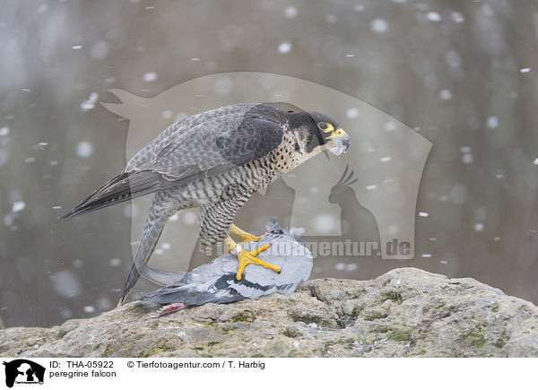 peregrine falcon / THA-05922
