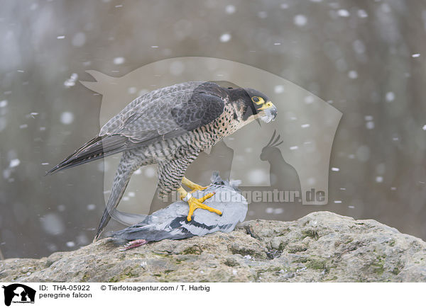 Wanderfalke / peregrine falcon / THA-05922