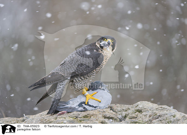 Wanderfalke / peregrine falcon / THA-05923