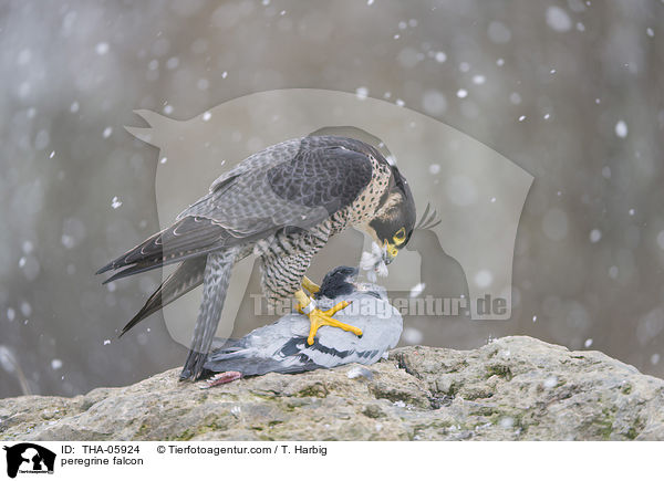 peregrine falcon / THA-05924