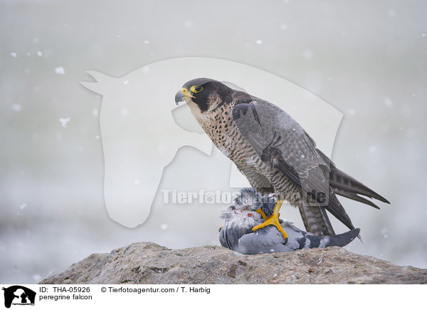 peregrine falcon / THA-05926