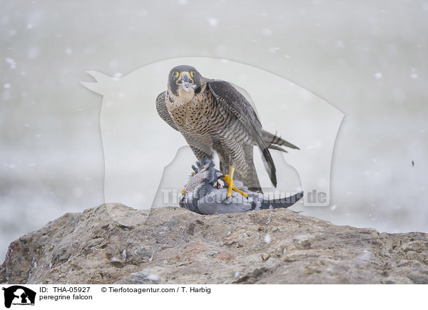Wanderfalke / peregrine falcon / THA-05927