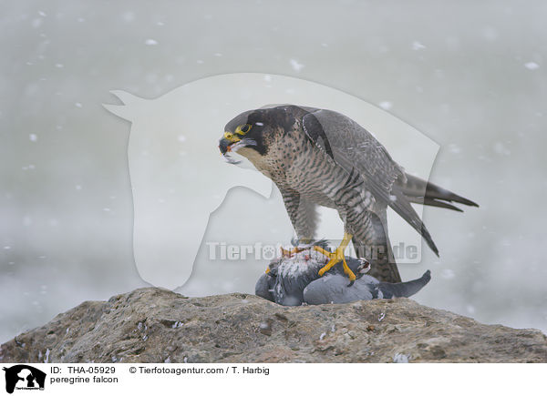 peregrine falcon / THA-05929