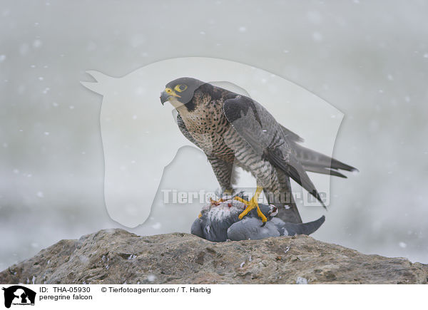 Wanderfalke / peregrine falcon / THA-05930