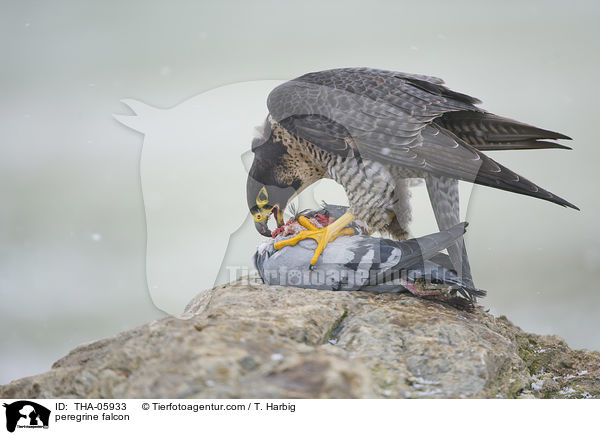 peregrine falcon / THA-05933