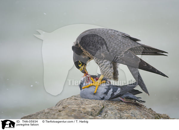 Wanderfalke / peregrine falcon / THA-05934