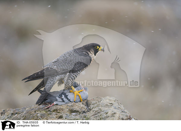 peregrine falcon / THA-05935