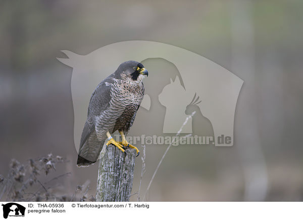 peregrine falcon / THA-05936