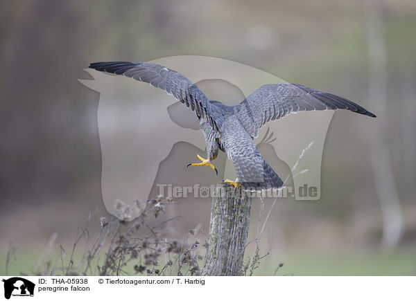 peregrine falcon / THA-05938