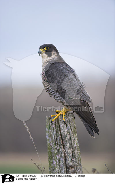 peregrine falcon / THA-05939