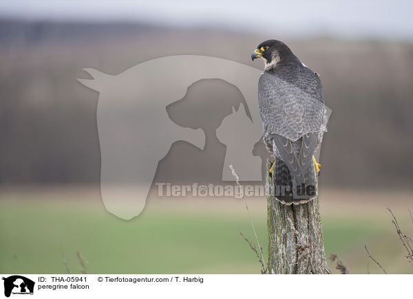 peregrine falcon / THA-05941