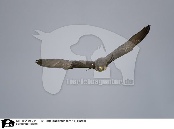 peregrine falcon / THA-05944
