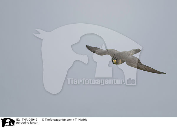 peregrine falcon / THA-05945